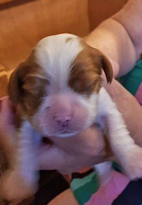 Mabel-1 Week Old.jpg